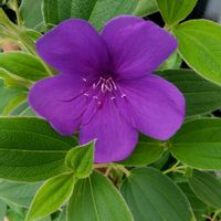 シコンノボタン,宿根草,庭の花,花のある暮らし,植物大好きの画像