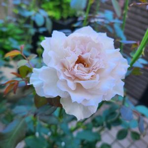 バラ,ニューウェーブ,バラ 鉢植え,秋バラ,ばら バラ 薔薇の画像