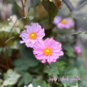 シュウメイギク,秋明菊,セロシア　ヴィンテージ,秋明菊 ぎおんまつり,寄せ植えの画像