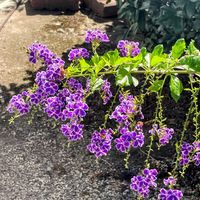 デュランタ 宝塚,お出かけ先にて,毎年咲くよの画像