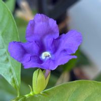 ニオイバンマツリ,ガーデニング,花のある暮らし,小さな庭の画像