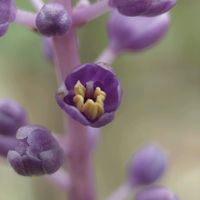 ヤブラン,ヤブラン,クリ,ミョウガ,実家の野菜の画像