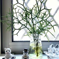 リプサリス,ダイソー,水栽培,ボタニカルライフ,ハロウィンの画像