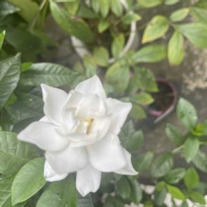 クチナシ,玄関アプローチの画像