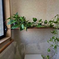 ポトス,ポトス,観葉植物,鉢植え,今日の一枚の画像