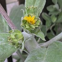 ミニひまわり,ニチニチ草,八重咲きムクゲ,シュウメイギクの蕾,八重咲き木槿（ムクゲ）の画像