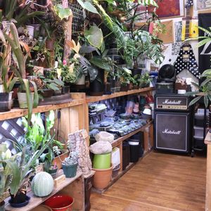 多肉植物,ウラボシ科,ビカクシダ属,食中植物,塊根の画像