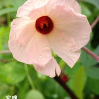 ローゼル,アベリア,種まき,花のある暮らし,秋の風景の画像