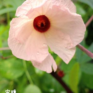 ローゼル,アベリア,種まき,花のある暮らし,秋の風景の画像