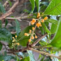 キンモクセイ,ポポー,クラリンドウ,安芸の宮島大鳥居,お誕生日おめでとうの画像