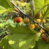 ツルウメモドキ,蔓梅擬,赤い実,可愛いな,知らんかったの画像
