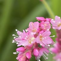 オオケタデ,花壇,ガーデニング,山野草,タデ科の画像