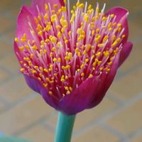 ウサギゴケ,ダイモンジソウ,ブルンスビギア,マユハケオモト 赤花,ブルンスビギア　マルギナータの画像