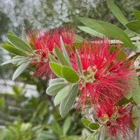 ブラシノキ,カリステモン,金宝樹(ブラシの木),今日の１枚,花のあるくらしの画像