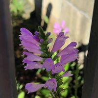 ハナトラノオの画像