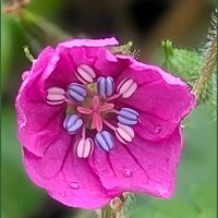 マツバギク,ゲンノショウコ,ゲンノショウコ,ゲンノショウコ白花,可愛いの画像
