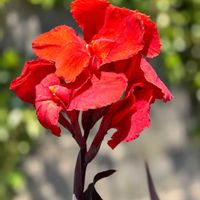 カンナ,コムラサキ,実家の花,ＧＳだヨ！全員集合の画像