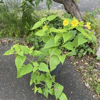 オシロイバナ,ミラビリス・ジャラパ,開花,ありがとうございました,黄花の画像