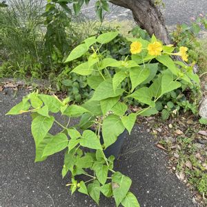 オシロイバナ,ミラビリス・ジャラパ,開花,ありがとうございました,黄花の画像