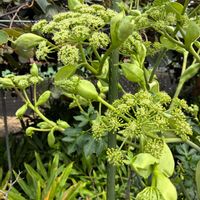 アシタバ,アシタバ,花壇,ガーデニング,山野草の画像