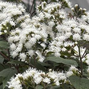 ユーパトリウム チョコラータ,ユーパトリウ厶,庭の花,小さな花壇,花のある暮らしの画像