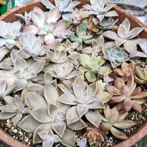 多肉植物,植え替え,雨ざらしの画像