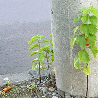ホオズキ,電柱と花,お出かけ先の画像