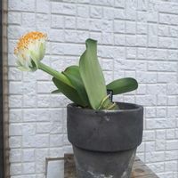 マユハケオモトの画像