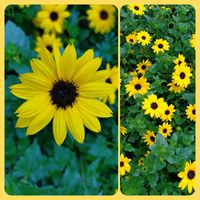ミニひまわり,お出かけ先にて,幸せの黄色いお花,明日はきっと良い日になる,ワクワクの花たちの画像