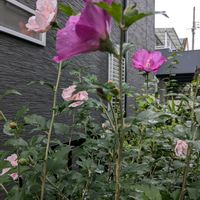 リコリス（彼岸花）,八重咲ムクゲ,開花中,満開❣️,挿し木から育てる。の画像