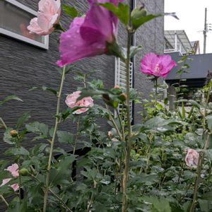 リコリス（彼岸花）,八重咲ムクゲ,開花中,満開❣️,挿し木から育てる。の画像