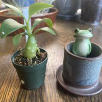 ヒドノフィツム パプアナム,塊根植物の画像