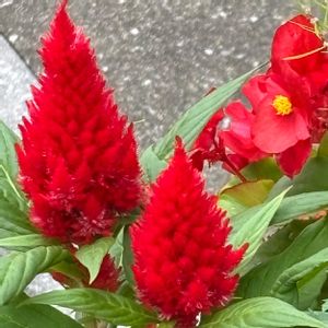 鉢植え,花壇,ガーデニング,お散歩道,ご近所さんの画像