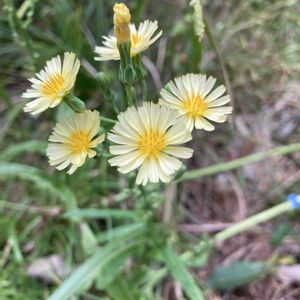 アキノノゲシ（秋の野芥子）,アキノノゲシ（秋の野芥子）,雑草,キク科,公園散歩の画像
