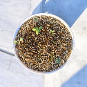 多肉植物 寄せ植え,水仙,雑草と多肉植物,多肉植物,暴れ多肉の画像