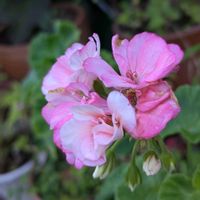 ゼラニューム,ゼラニューム,ガーデニング,挿し木,ピンクのお花の画像