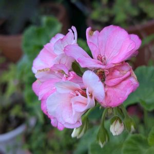 ゼラニューム,ゼラニューム,ガーデニング,挿し木,ピンクのお花の画像