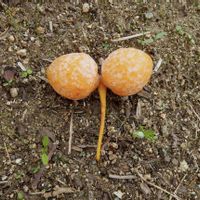 銀杏,イチョウ,ギンナン,あきの画像