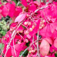 ニシキギ,カラミンサ,シジミチョウ,蚤の市,つぶやきの画像