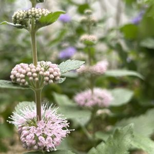ダンギク,白花ホトトギス,庭の花,小さな花壇,花のある暮らしの画像