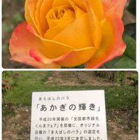 パッションフルーツ,あかぎの輝き,前橋市,カトリーヌドヌーブ,敷島公園バラ園の画像