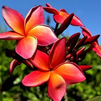 プルメリア,フランジパニ,Plumeria,ワイメア,Waimeaの画像