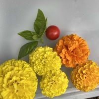 バジル,マリーゴールド,中玉トマト　フルティカ,フルティカ,家庭菜園の画像
