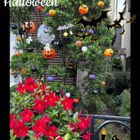 オリーブ,花のある暮らし,ハロウィン,やっぱり花が好き♡,ハロウィン月間の画像