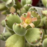 熊童子,多肉植物のある暮らし,みどりのある暮らし,ささやかな幸せの画像