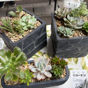多肉植物 寄せ植え,多肉植物,多肉植物寄せ植え,ホームセンターコーナンの画像