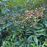 ナンテン,秋の実,花ブローチ倶楽部,東北人花の会,２０２０年５月同期の画像