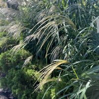 ススキ,尾花,2026秋の七草,お出かけ先の画像