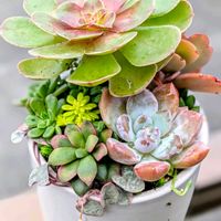 ハートカズラ,多肉植物 寄せ植え,アエオニウム属ハロウィン,ありがとう,ハロウィン寄せ植えの画像