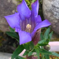 キンセンカ,リンドウ,我が家の庭,良い香り,チーム新潟の画像